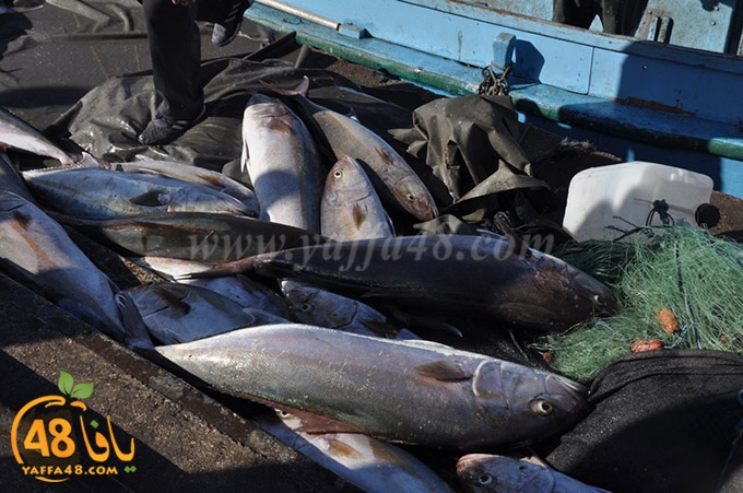 samak antayasa (13).JPG